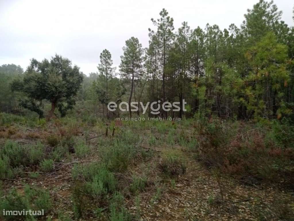 Terreno Rústico em Benquerenças junto a percurso de Trail - Grande imagem: 3/14