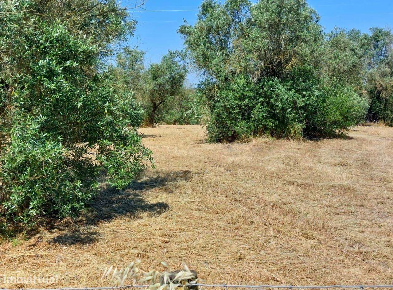 Moradia T2 com Terreno de 5.500 m² – Courela da Cruz, Pavia - Grande imagem: 5/16