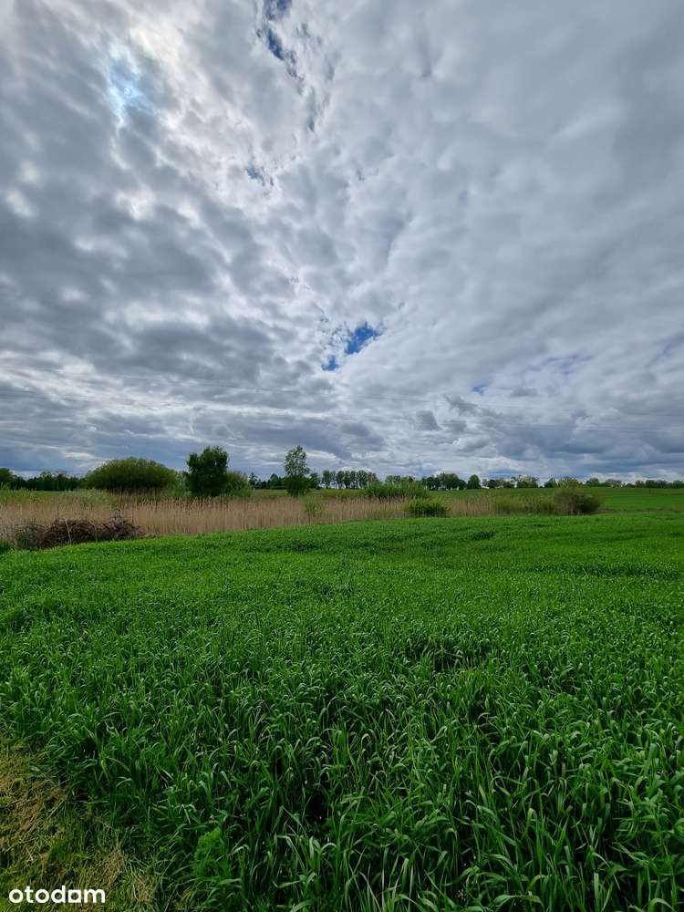 Działka, 79 000 m², Henrykowo-4
