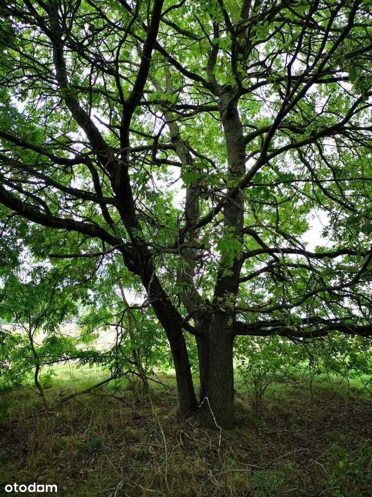 Świeszewo,gm.Gryfice,1.8458ha,Decyzja wz,pod dom. - Pełny obrazek: 5/17