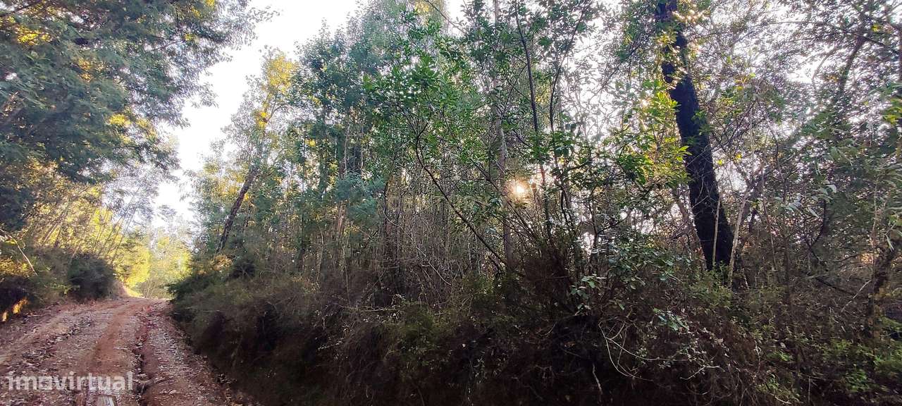 Quinta Casal dos Frades — mais de 53 hectares de legado e paisagem, às - Grande imagem: 5/7