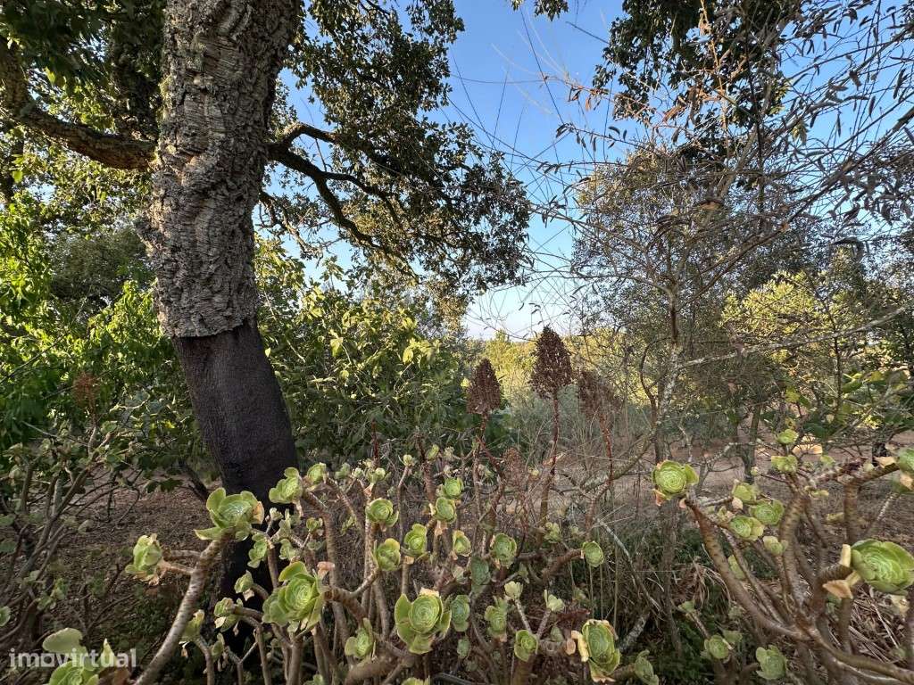 Monte Alentejano com 3,4 ha de natureza e potencial turístico-25
