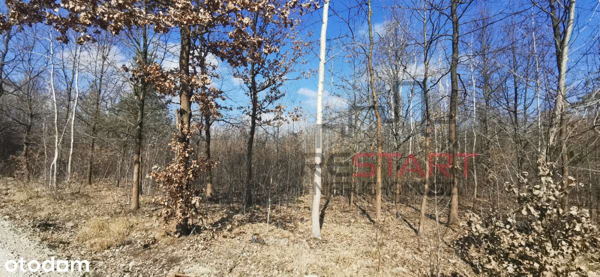 Działka budowlana w Janinowie. - Pełny obrazek: 5/6