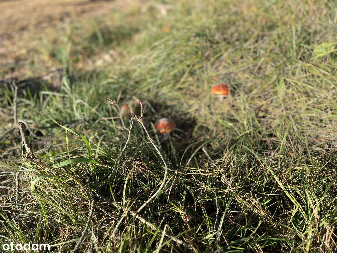 Olszyna - "LEŚNY ZAKĄTEK"-15