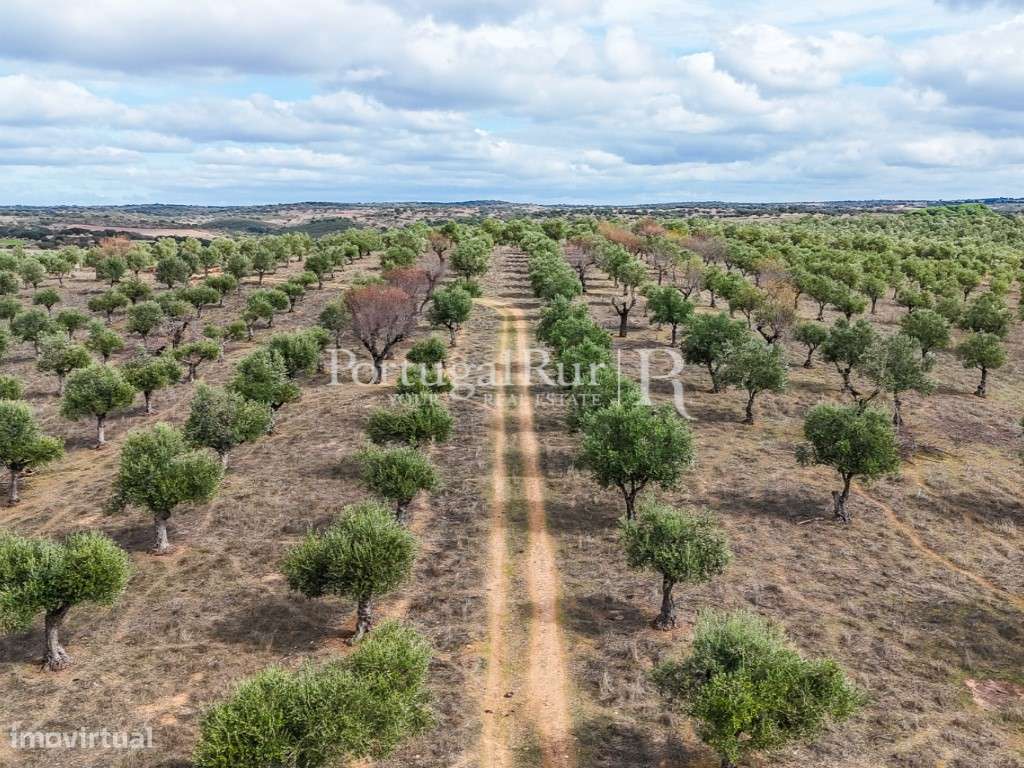 Herdade junto ao Alqueva com 15 hectares com Olival - Grande imagem: 4/23
