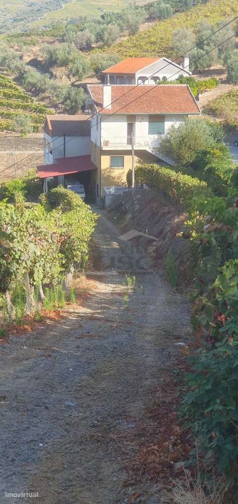 Moradia e Vinha com adega para venda - Grande imagem: 3/30