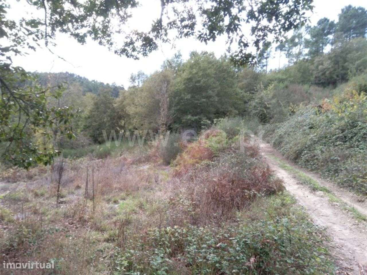 Terreno com 10.000 m2 em Vila Cova - Grande imagem: 3/3