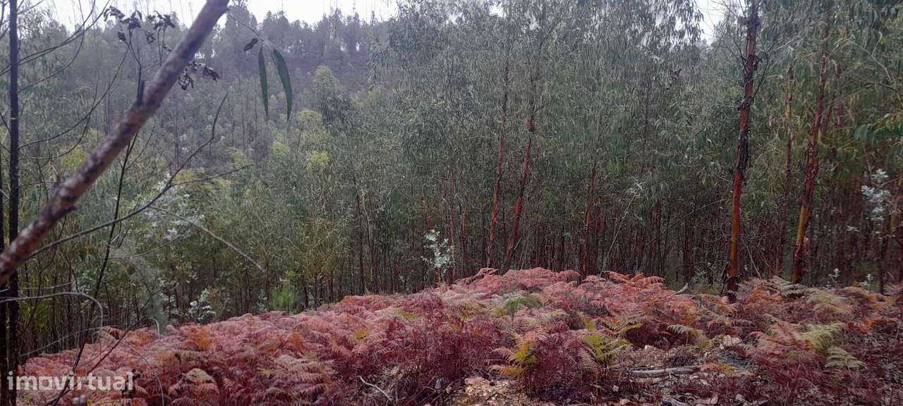 Terreno perto do Rio na Serra da Pombeira - Grande imagem: 4/8