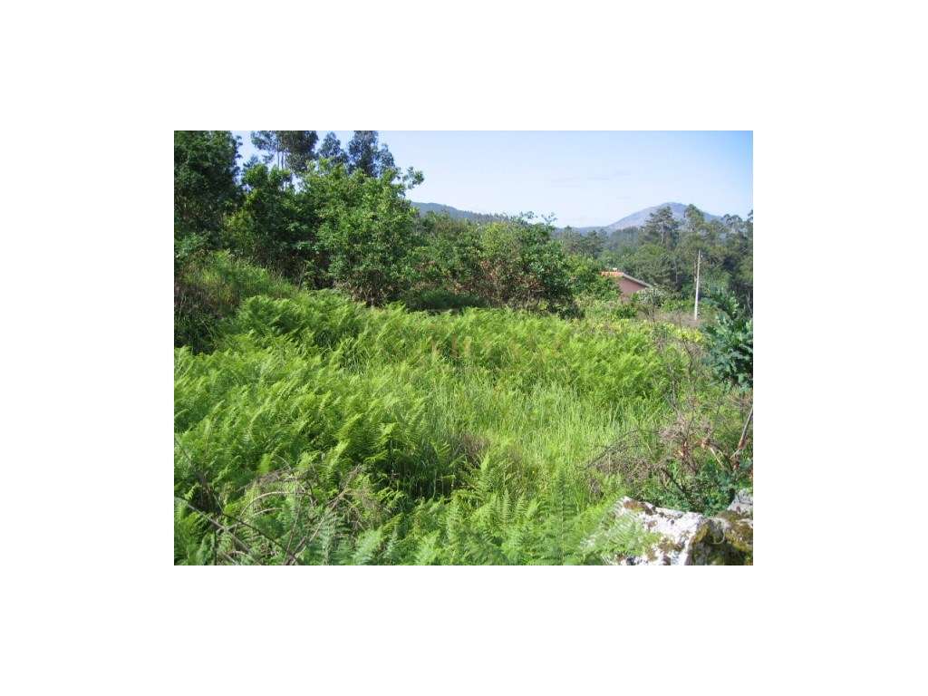 Terreno Venda Vila Nova de Cerveira - Grande imagem: 4/4