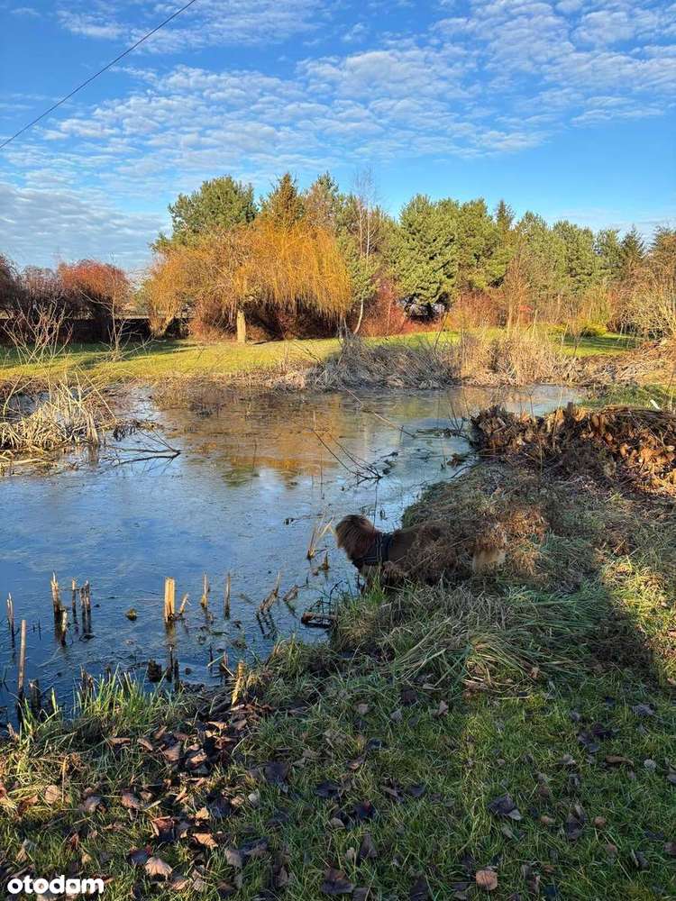 Piękne siedlisko z potencjałem w Dąbrowie 10 km od Poznania-5