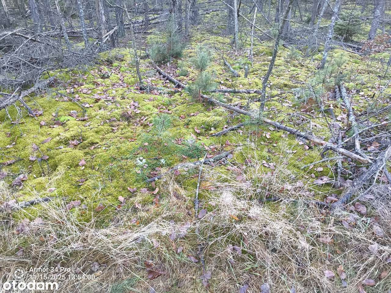 Leśniczówka Unikalne niespotykane miejsce w Europie  w Puszczy Białow.-11