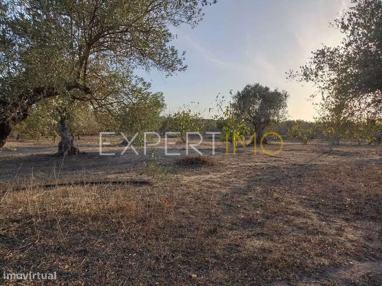 Terreno aberto na região de Serpa para venda - Grande imagem: 5/25