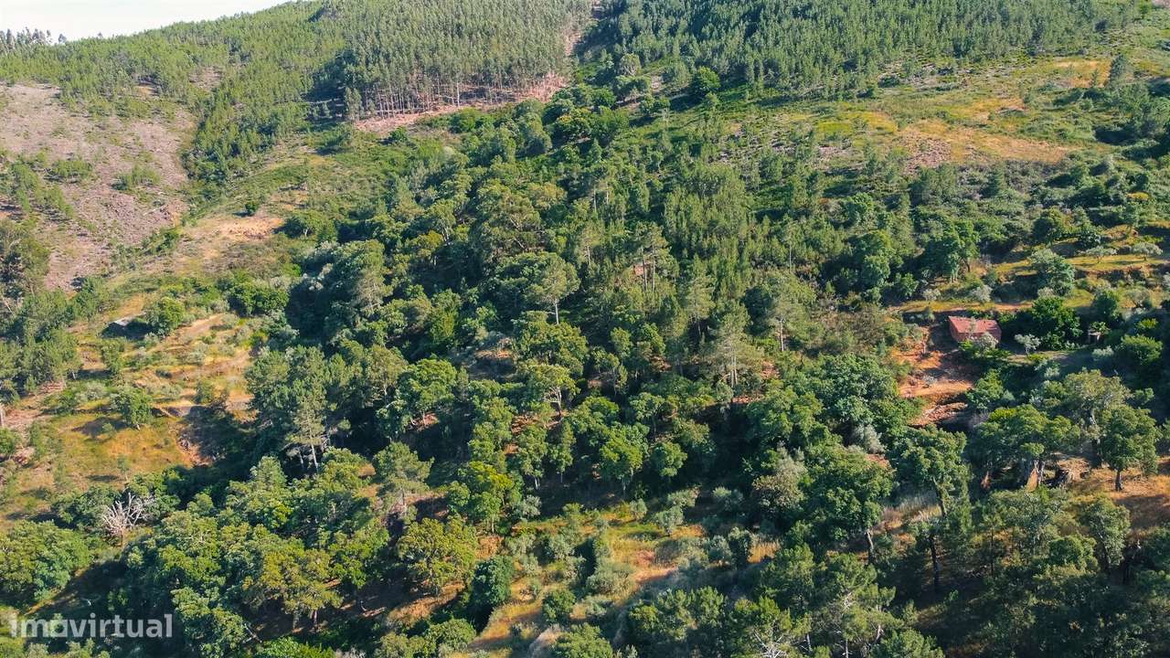 Terreno Rústico  Venda em Almaceda,Castelo Branco-12