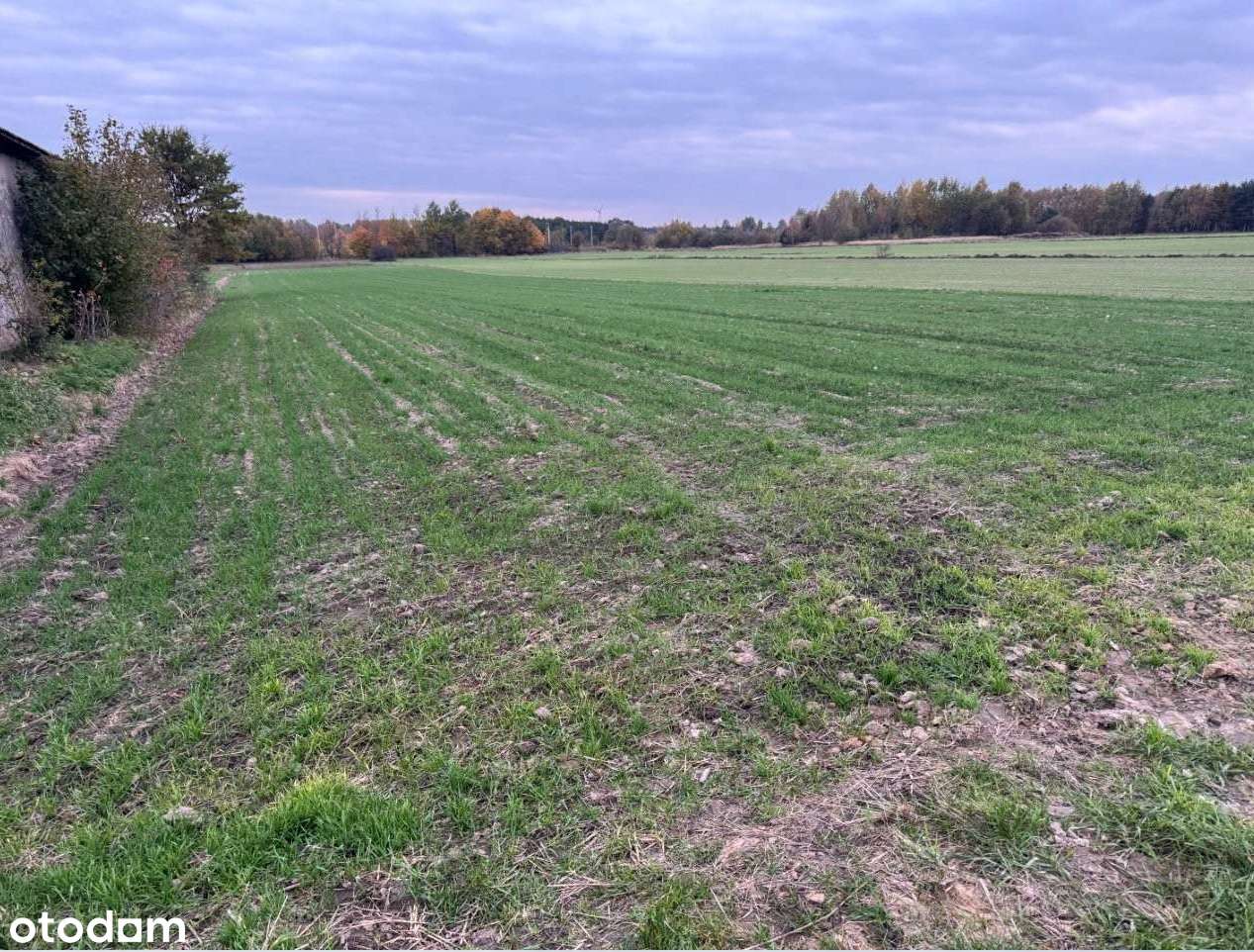 Działka niezabudowana - Gorzędów, gm. Kamieńsk - Pełny obrazek: 2/5