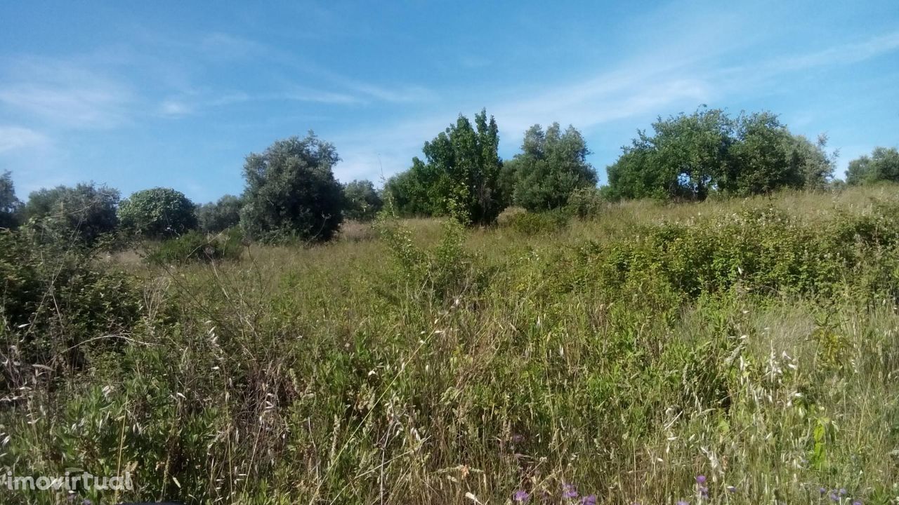 Terreno - Pafarrão, Chancelaria - Torres Novas