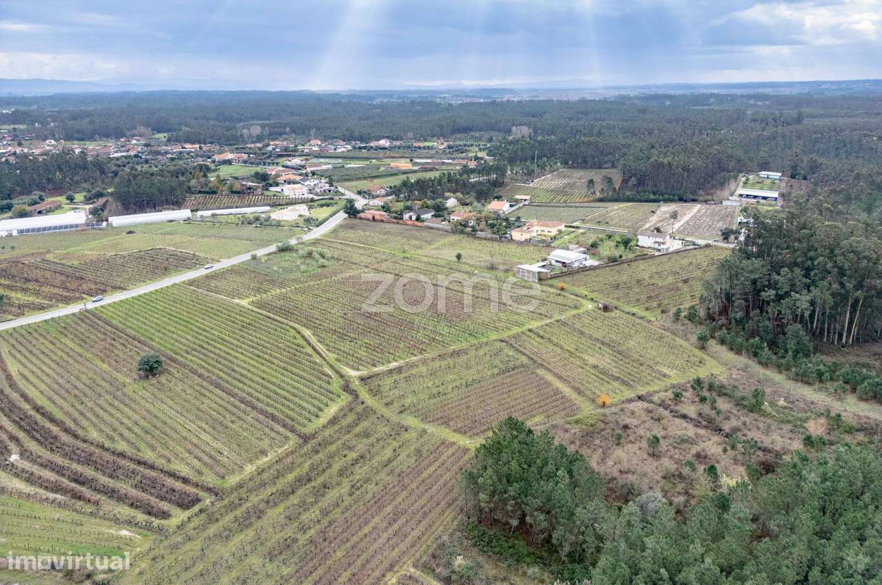 Vinha com 22.000 m2 em Póvoa do Bispo | Cantanhede - Grande imagem: 4/15