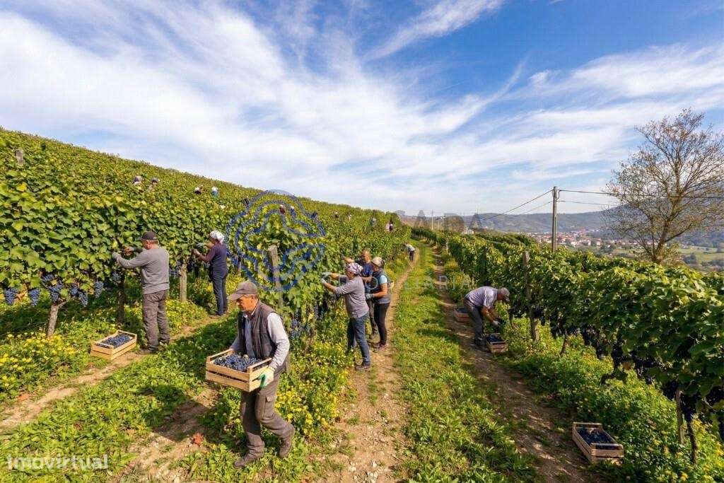 Quinta de Sequeiros em Sande, Lamego - Grande imagem: 5/23