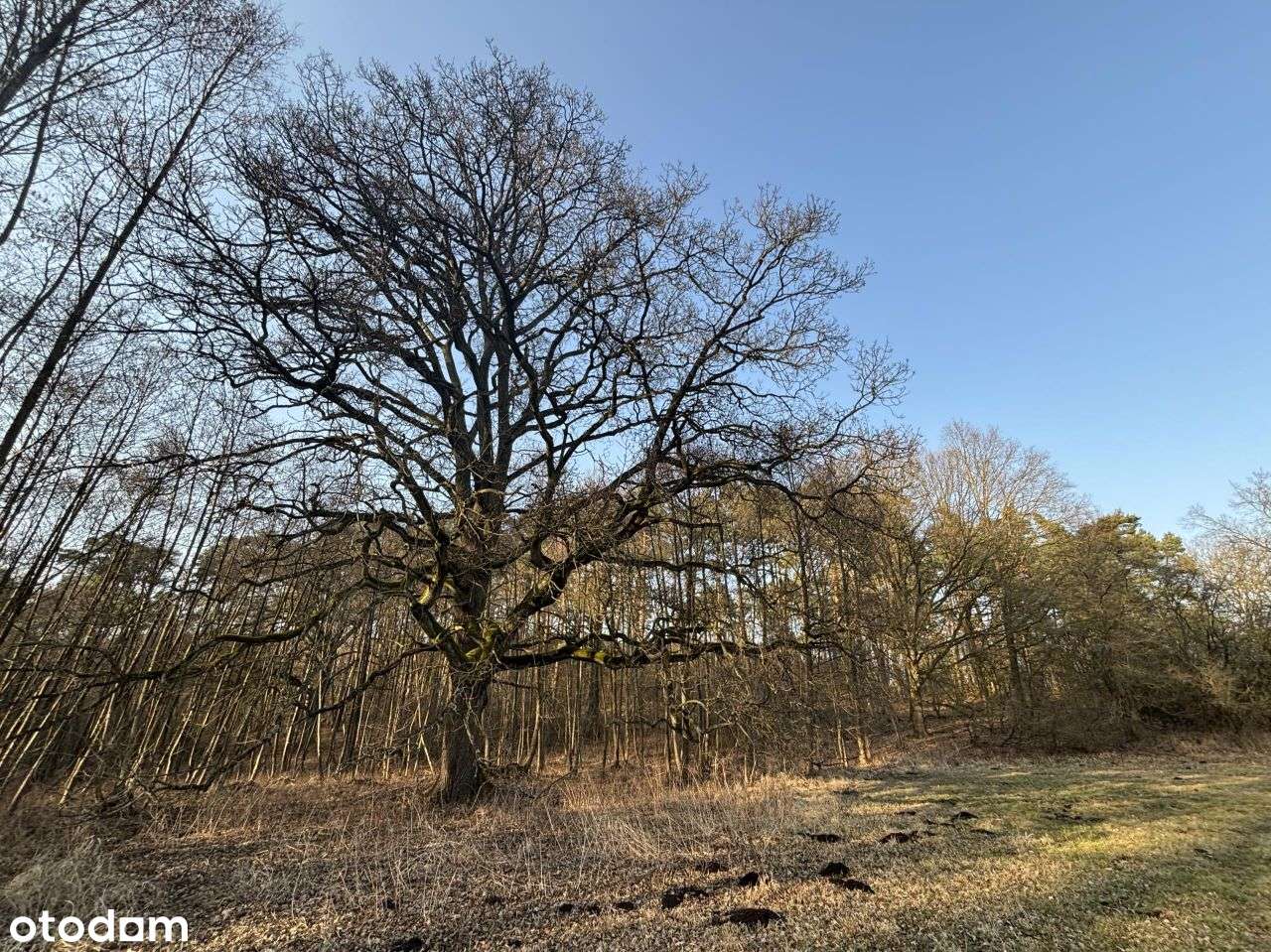 Działka, 15 300 m², Bielsko - Pełny obrazek: 5/12