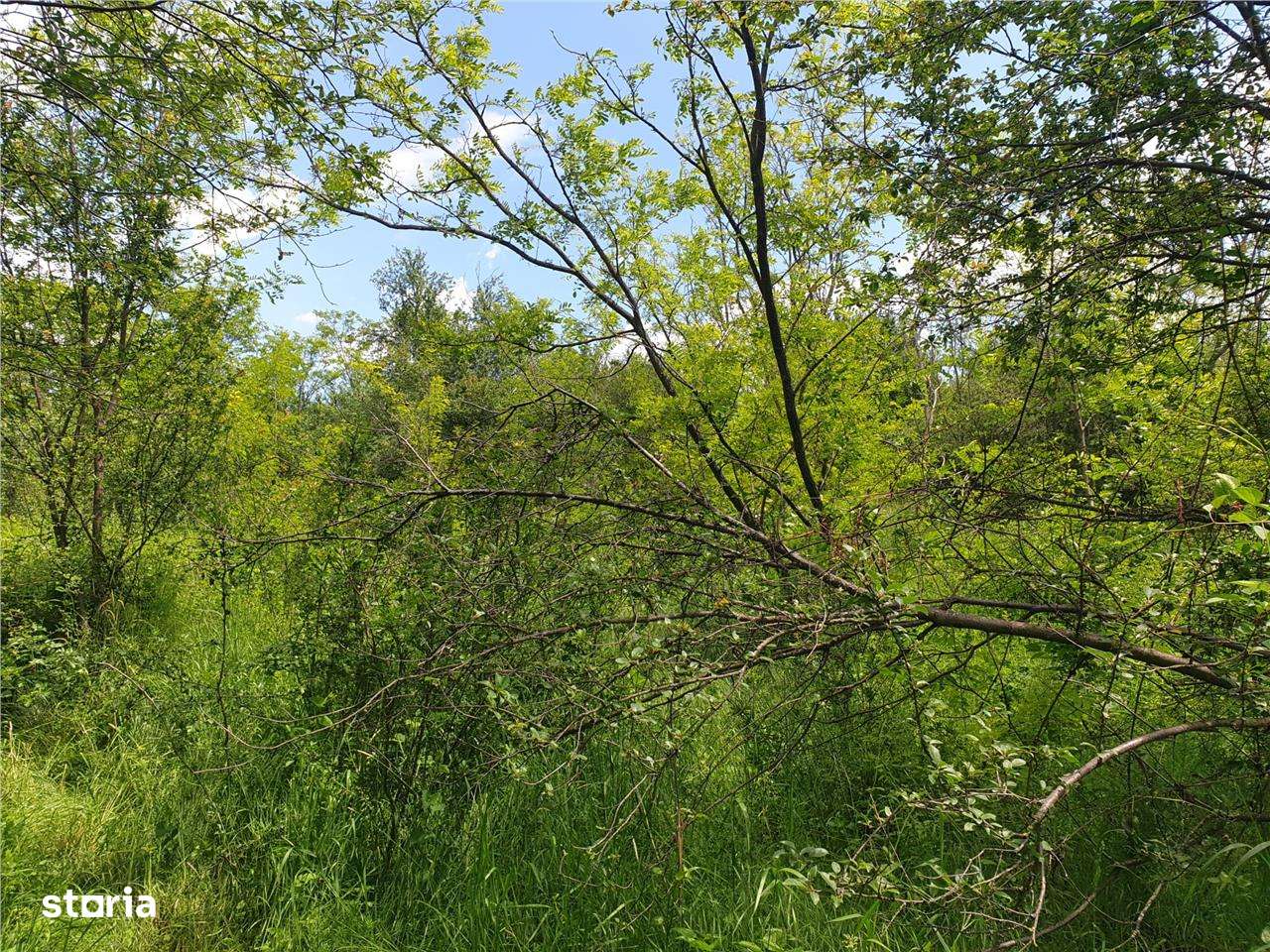 Teren extravilan Episcopia Bihorului - Imagine principală: 2/5