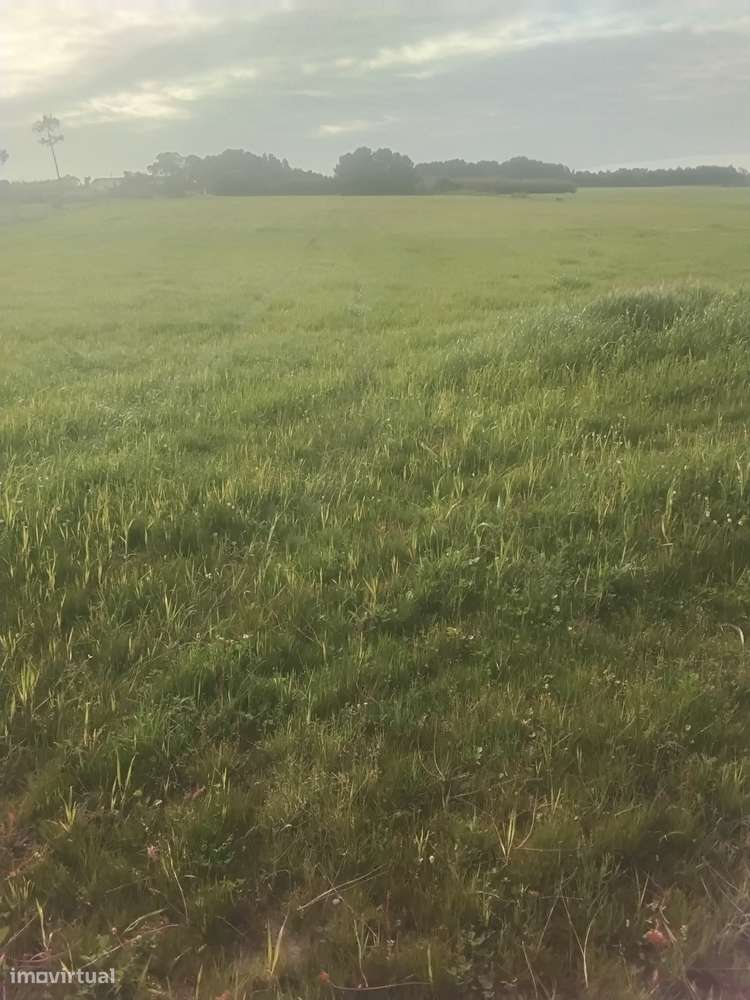 OrganicSweetPotatoesLiraMushroomsSeaweedAcerolaTableGrapeAloeVeraHoney - Grande imagem: 3/6