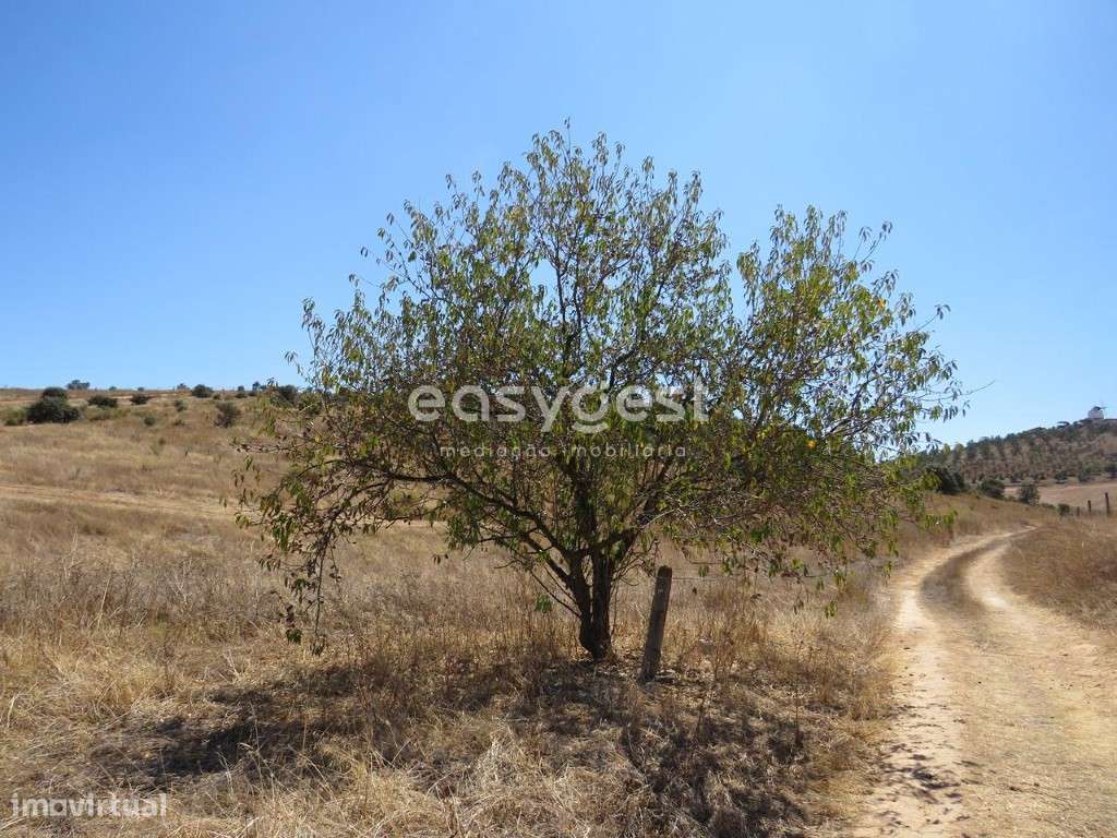 Terreno Rústico com 1,1750 ha em Aljustrel com bons acessos - Grande imagem: 5/23