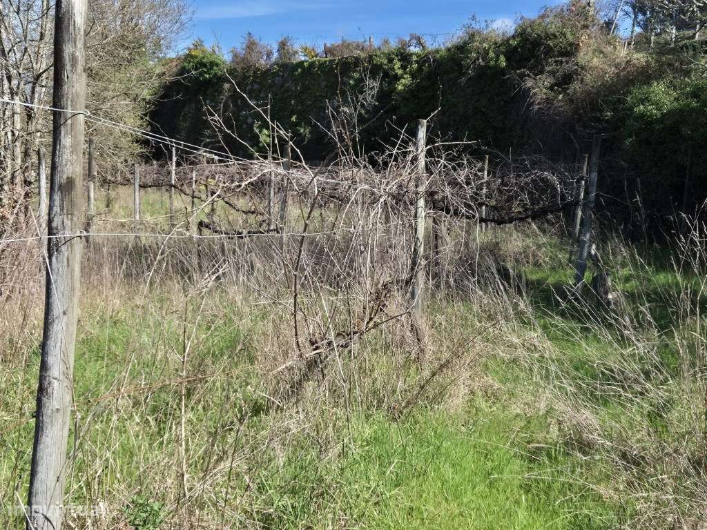 Terreno para Construção de Moradia - Grande imagem: 5/7