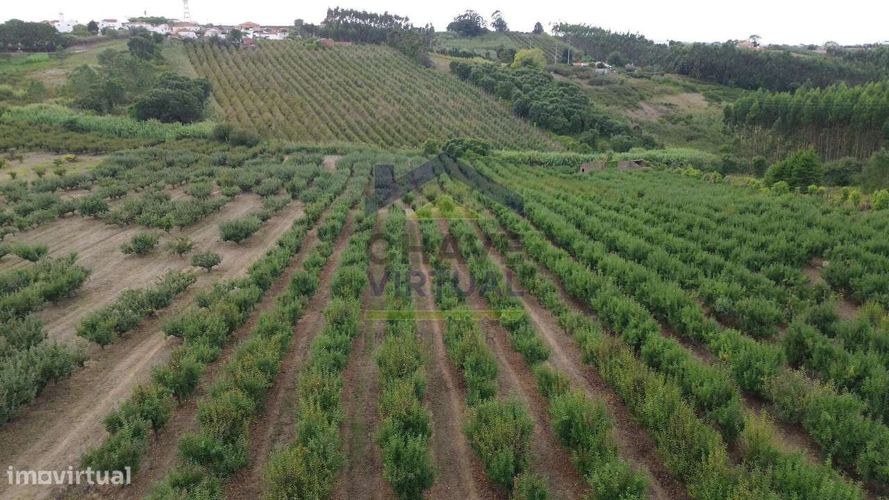 Terreno Rústico Construtível c/ 7.859 m2 Carvalhal - Bombarral-11