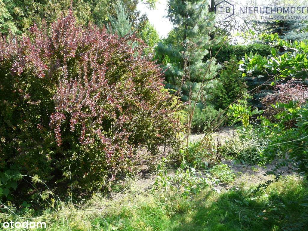 SPRZEDAM WILLĘ W SZAMOTUŁACH-CENTRUM-11