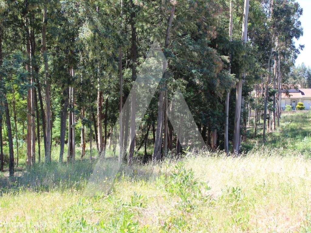 Terreno na Macida para Construção - Grande imagem: 4/6