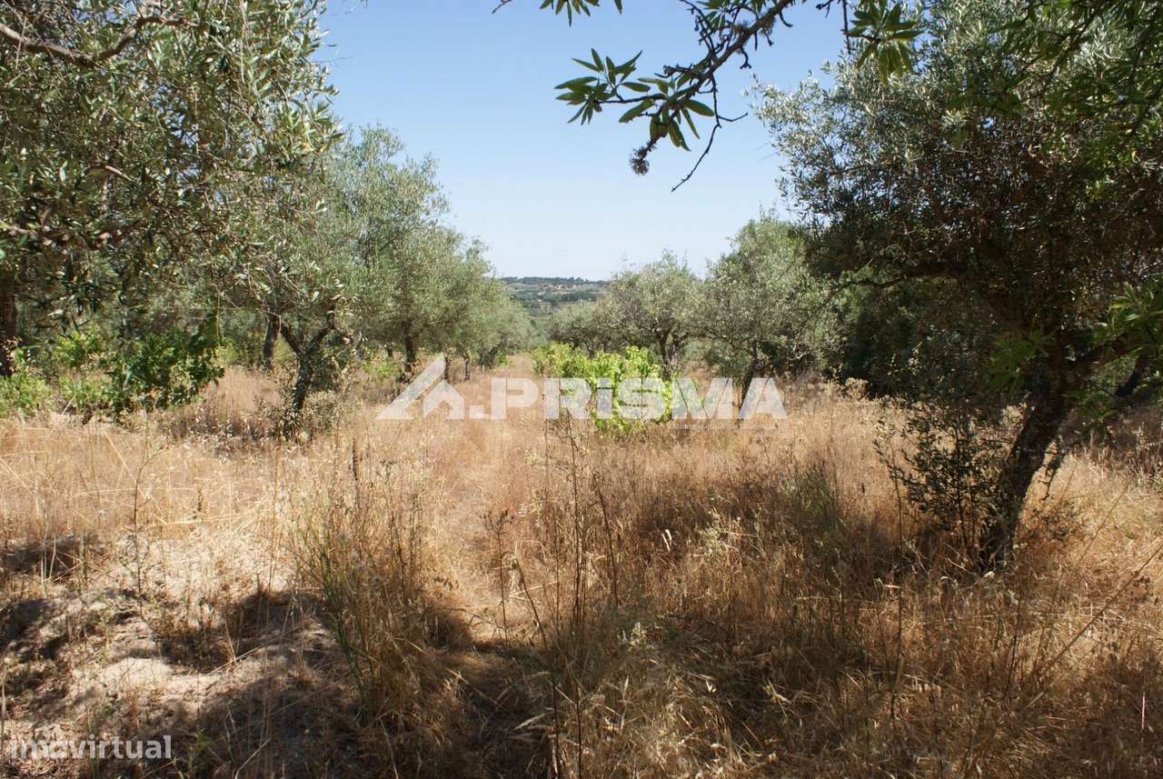 Terreno Rústico para Venda no Ninho do Açor - Grande imagem: 5/43