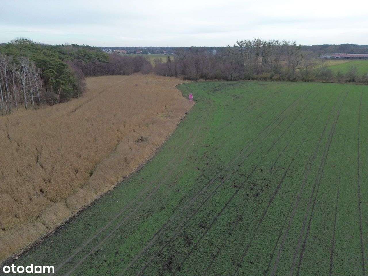 Rokietnica/Napachanie - działka rolna 1,0424ha - Pełny obrazek: 4/20