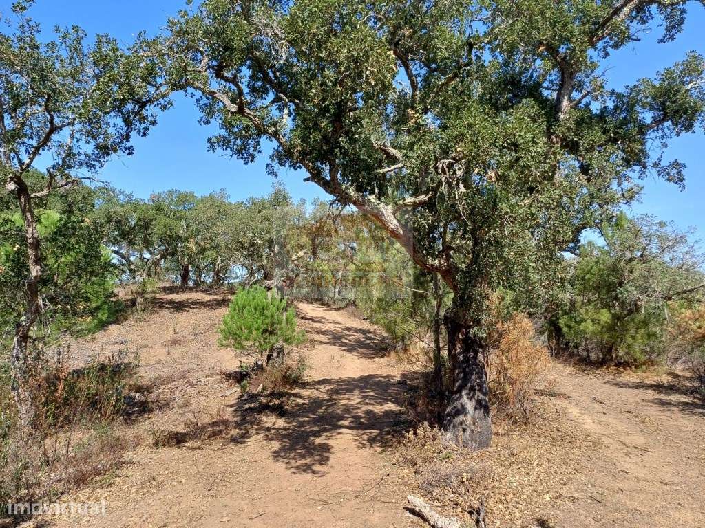 Terreno na serra a 15 minutos das praias - Grande imagem: 5/7