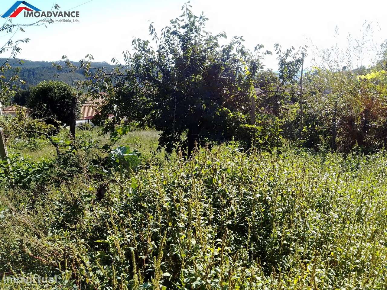 Casa para Recuperar com Terreno e Lagar em Lorvão, Penacova, Coimbra-21