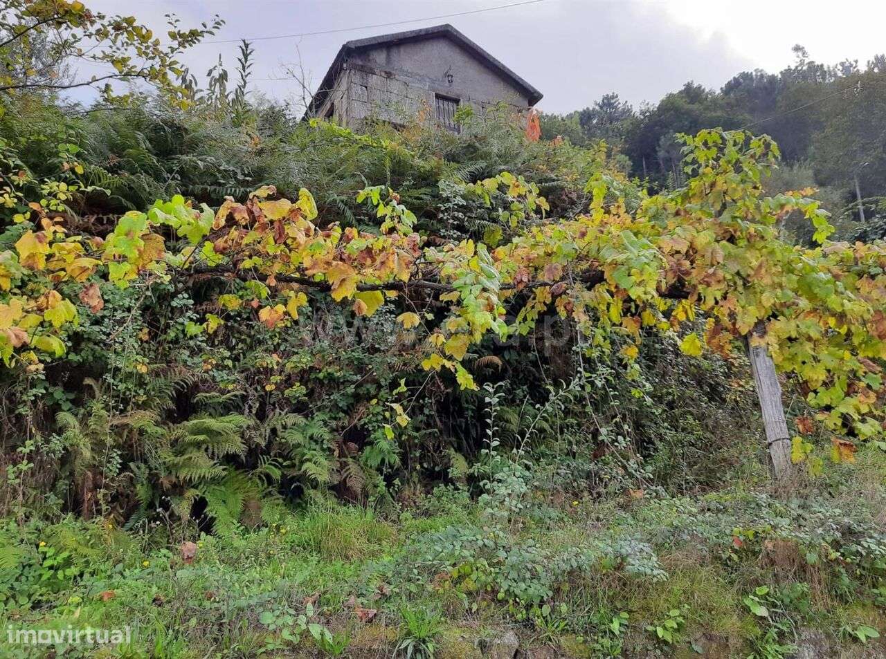 Quintinha T2 / Cinfães, Tendais - Grande imagem: 3/3