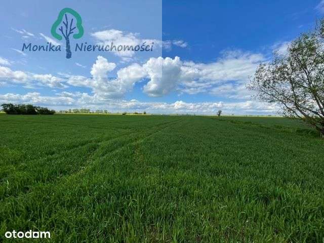 Działka rolna IV klasa gruntu - Pełny obrazek: 5/9