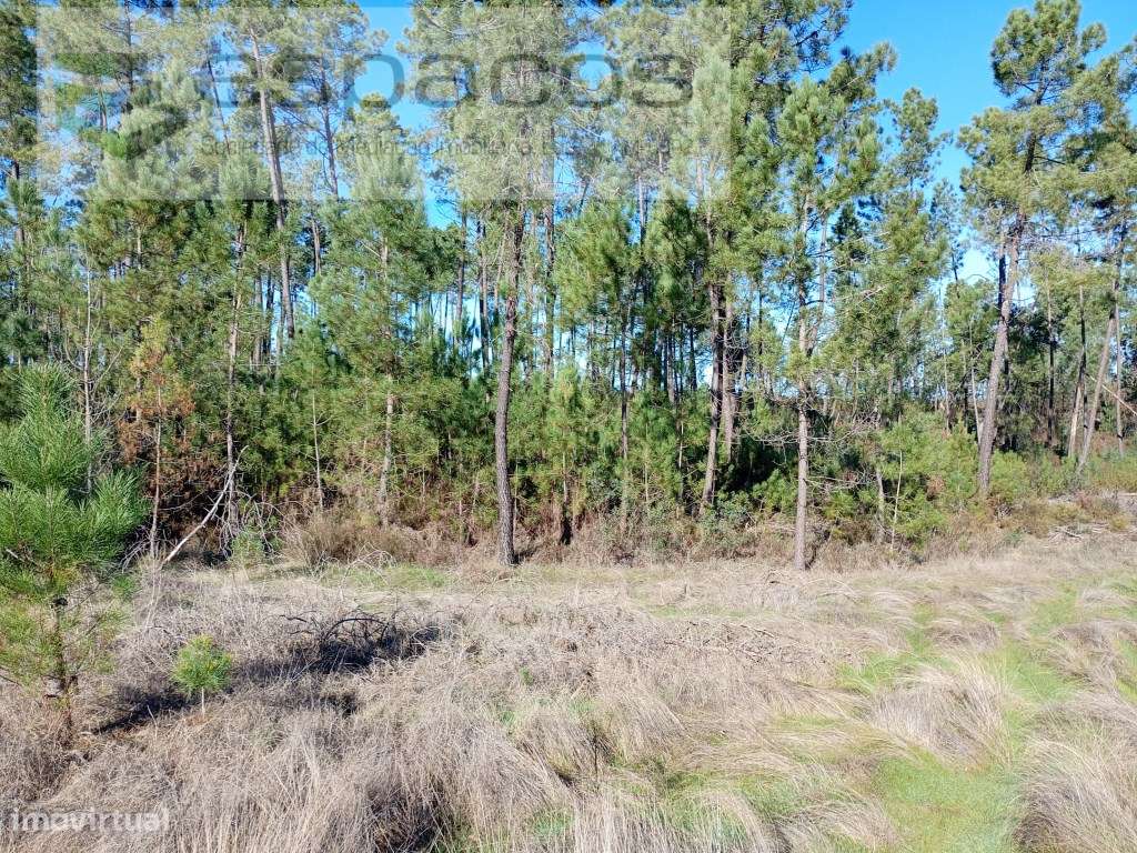 Terreno Rústico com viabilidade de construção. - Grande imagem: 4/11