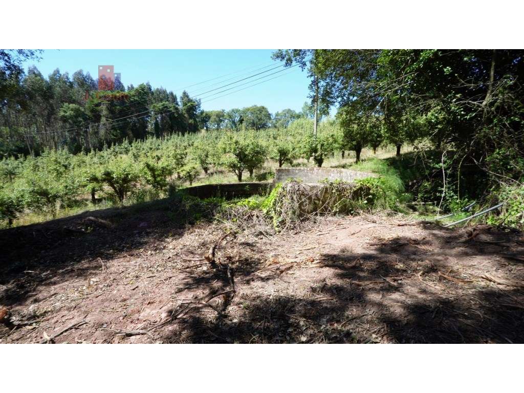 Quintinha com 14.000m2 de terreno com mina de água e árvores de fruto.-39