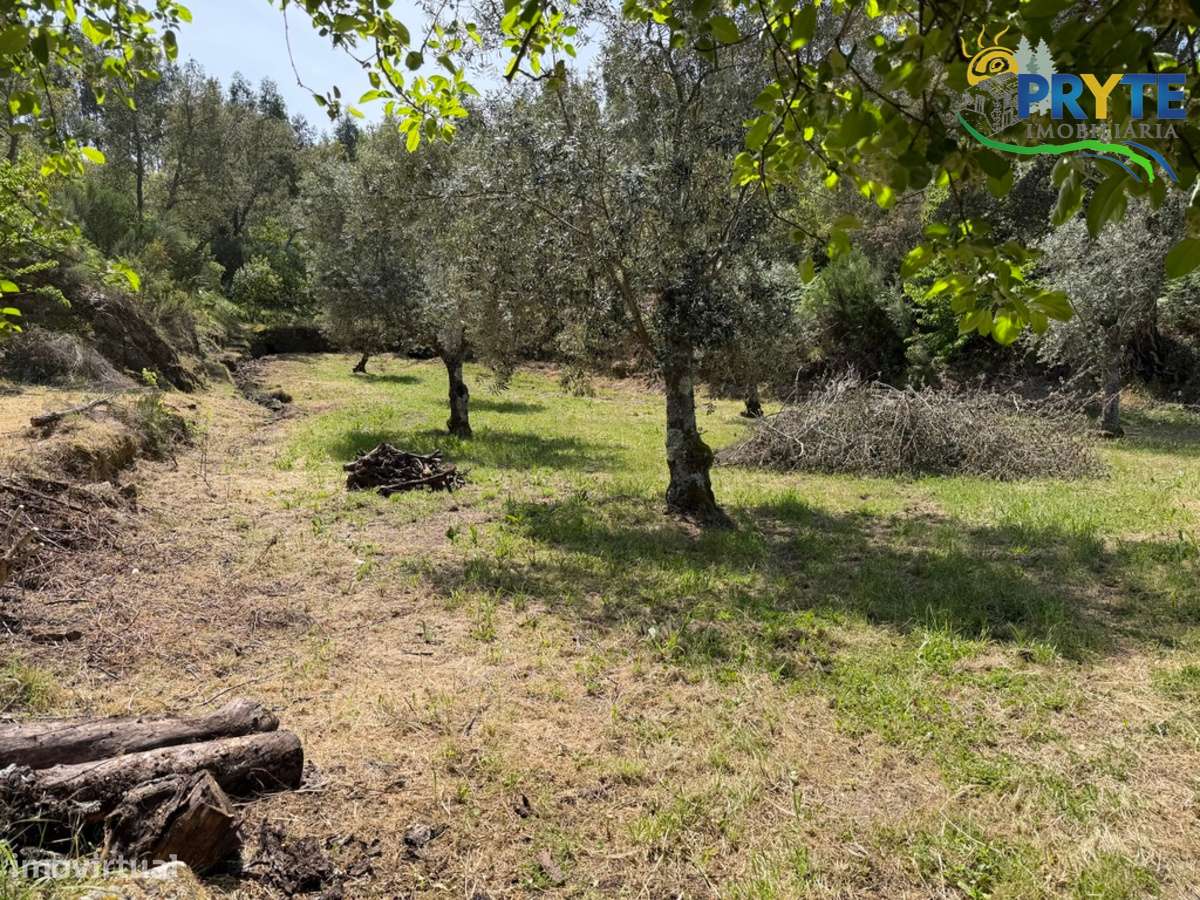 Terreno com uma ruína não registada a 6 quilómetros da Sertã-8