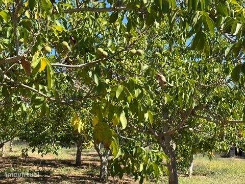 Terreno em zona Urbana com Cerca de 5.000 m² à Venda | Baixa de Pal...-16