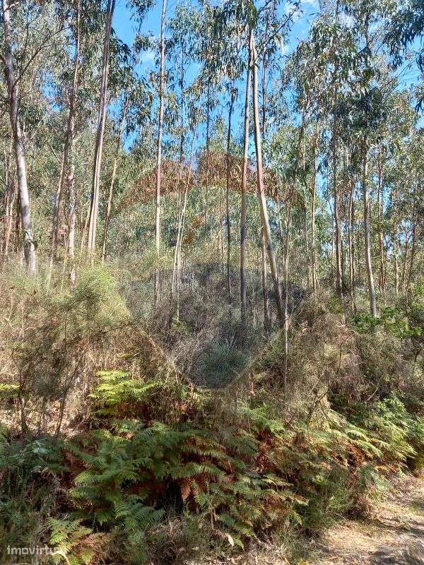 Terreno  para venda - Grande imagem: 4/4