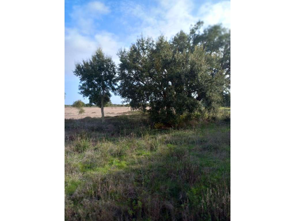 Terreno rústico em Grândola-2