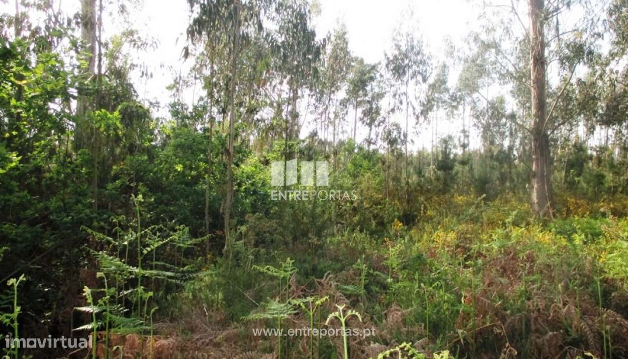 Venda de terreno florestal, Fragoso, Barcelos - Grande imagem: 3/4