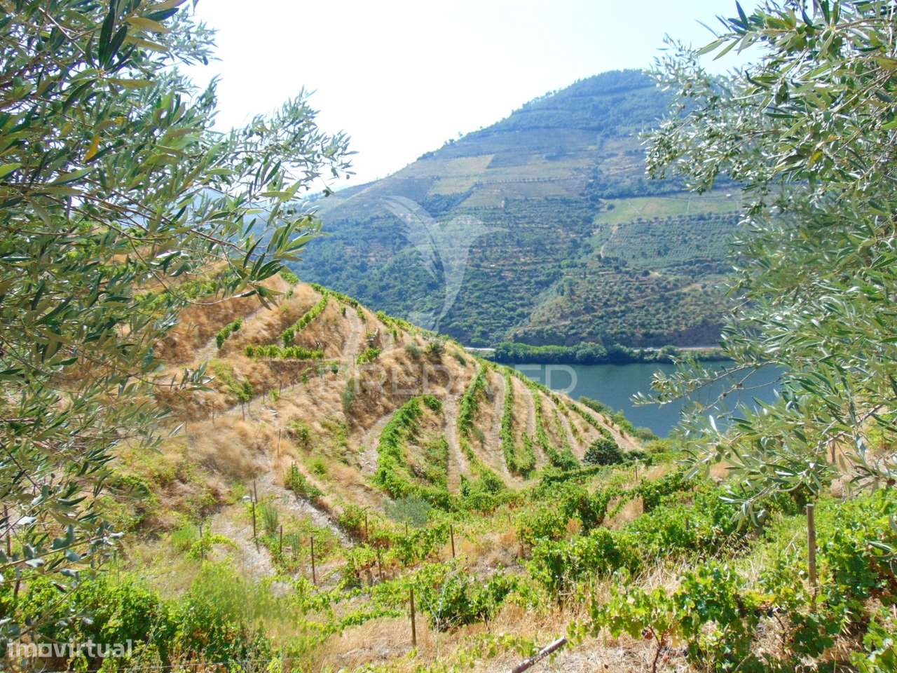 Vinha em Produção no rio Douro - Grande imagem: 5/30