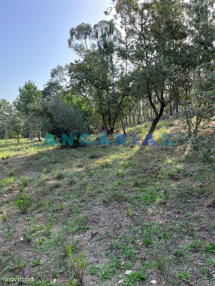 ANG583 - Terreno de 3000m2 para Venda em Zambujo, Leiria - Grande imagem: 4/10