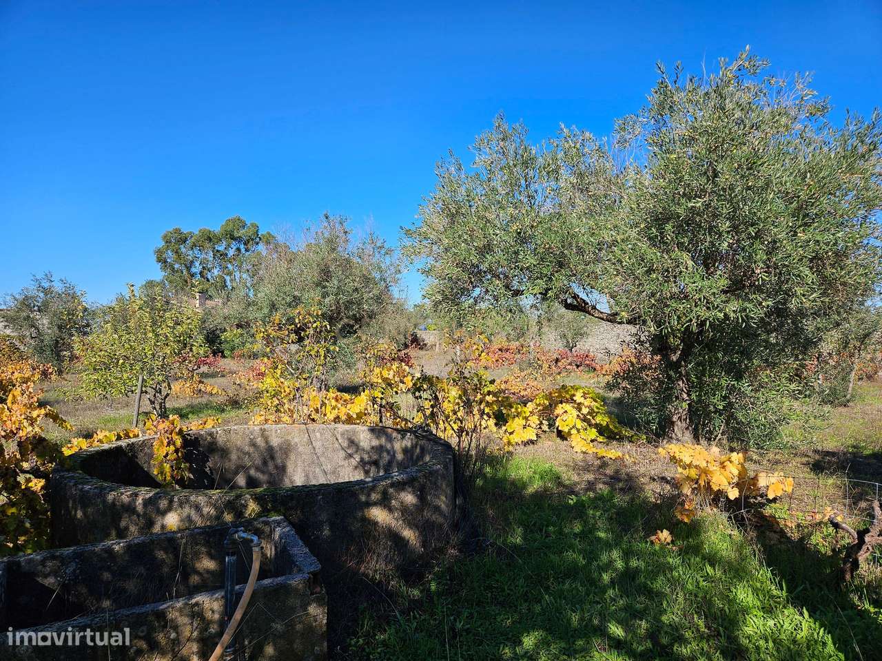 Fantástico Terreno Rústico em Alcains, Castelo Branco - Grande imagem: 4/18