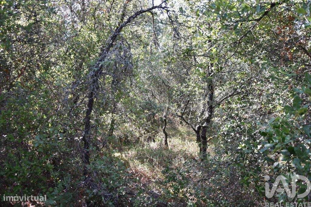 Terreno em Areias e Pias de 7520,00 m2 - Grande imagem: 3/23