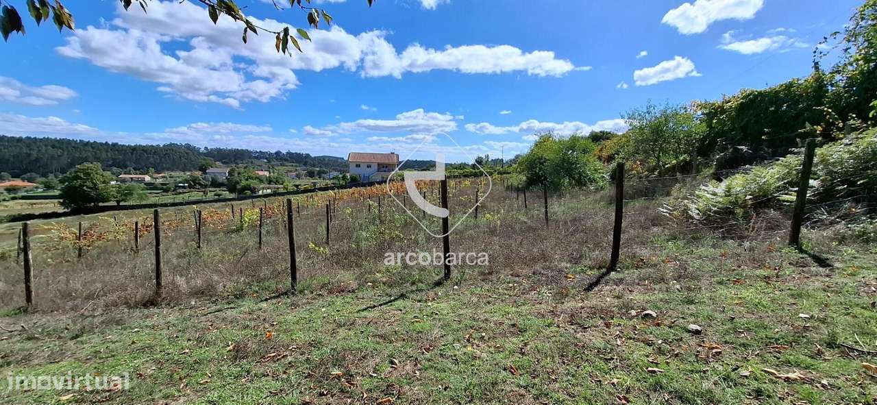 Quinta Agricola de 6Hect. c/casa T3 em Calvelo - Ponte de Lima-15