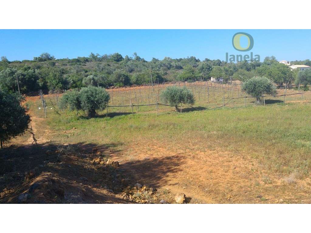 Casa por restaurar com 170 m2 em terreno com 2,2 hectares - Grande imagem: 4/15