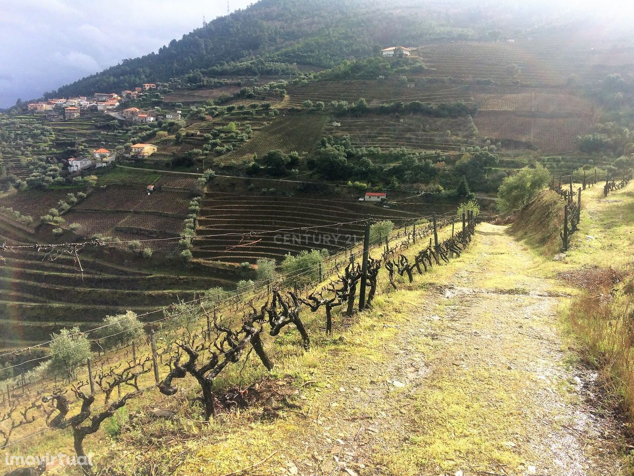 Quinta no Rio Douro -  Vinhas mecanizadas