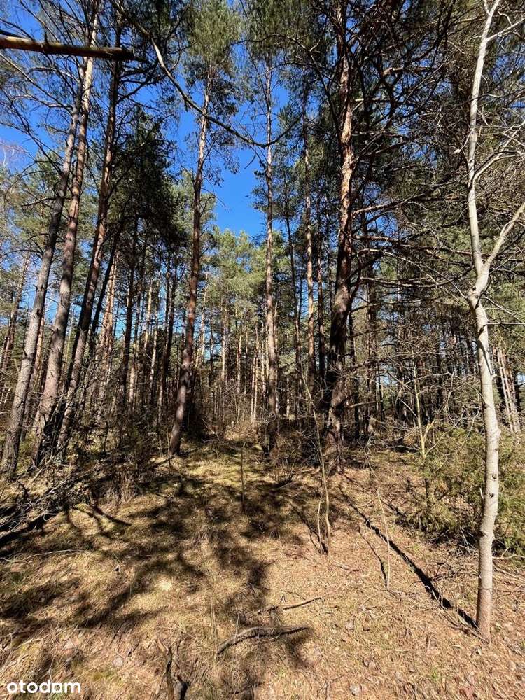 Las i rola 5, 6 - 2,5 ha - Pełny obrazek: 5/9